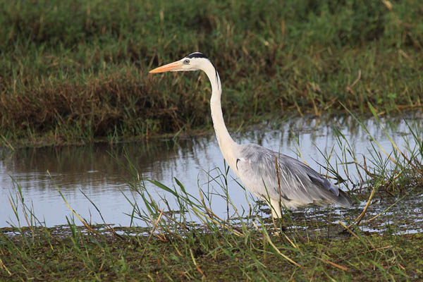 Blauwe Reiger